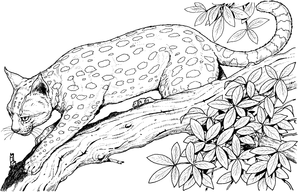 Desenho de Leopardos para colorir e imprimir: número 45