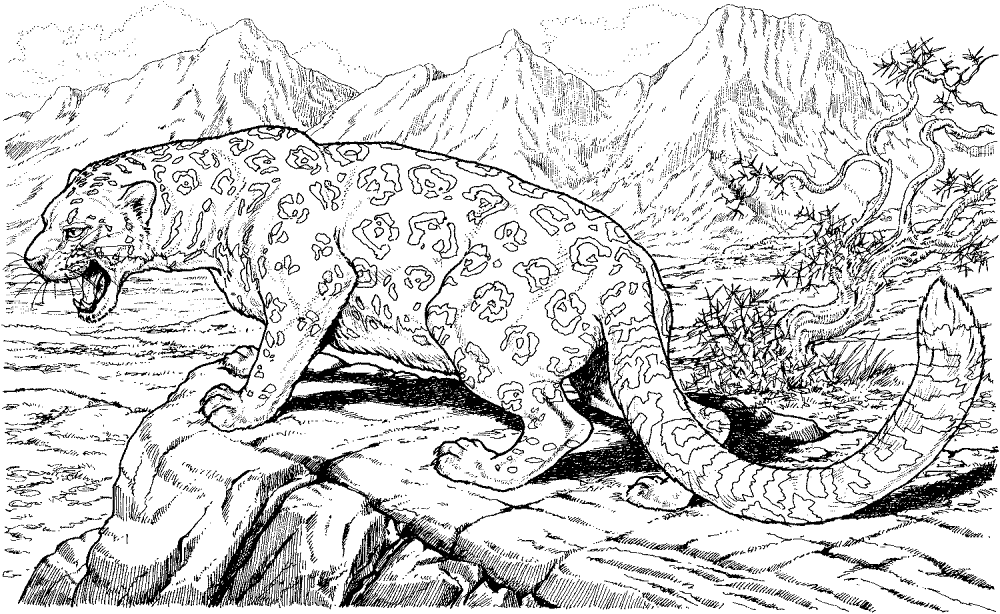 Desenho de Leopardos para colorir e imprimir: número 46