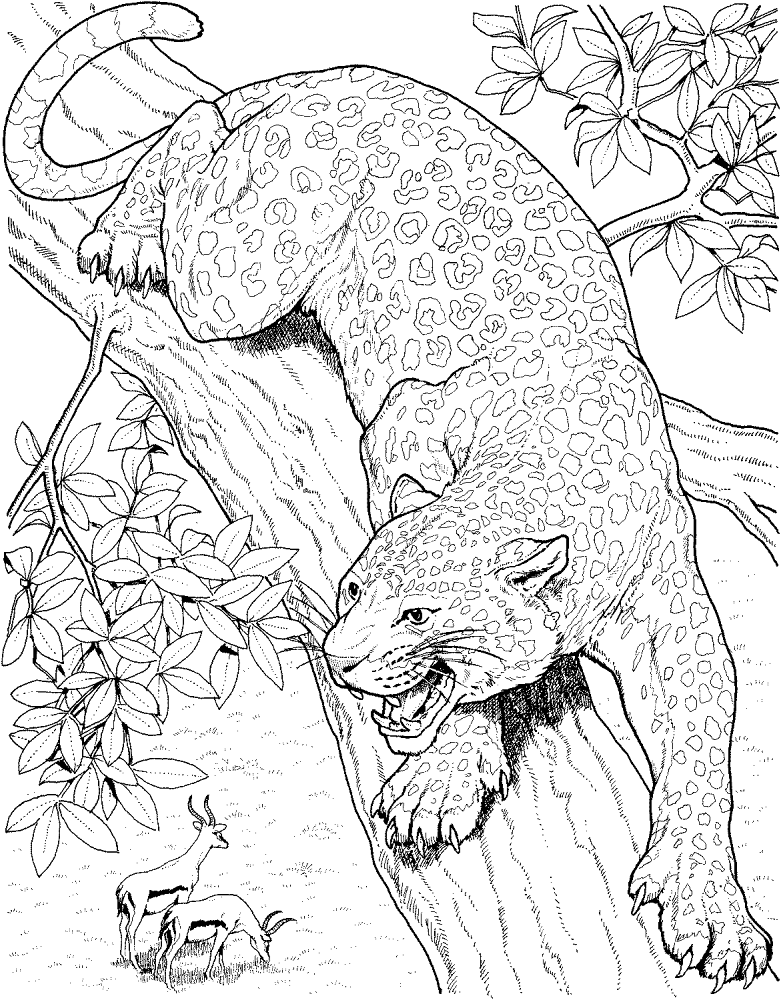 Desenho de Leopardos para colorir e imprimir: número 47