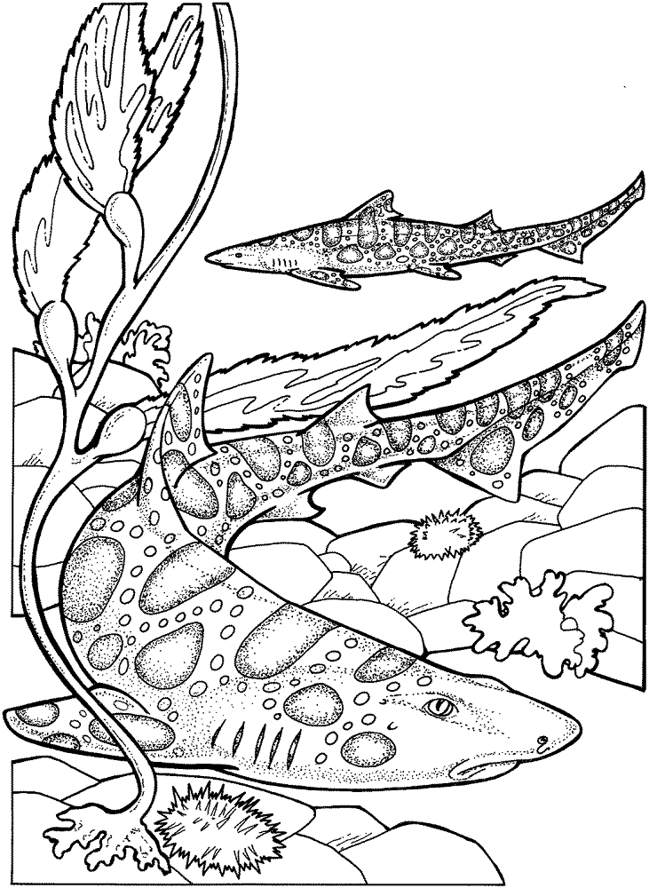 Desenho de Leopardos para colorir