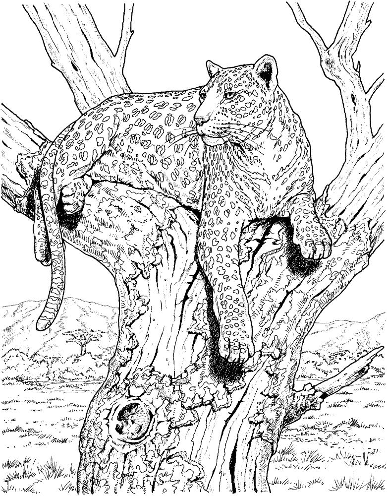 Desenho de Leopardos para colorir