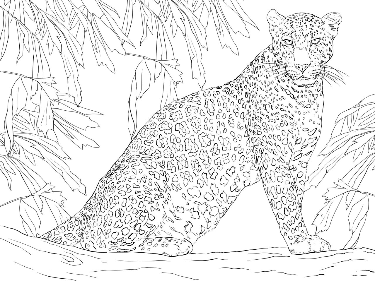 Desenho de Leopardos para colorir