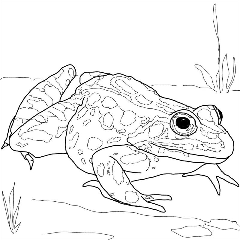 Desenho de Leopardos para colorir