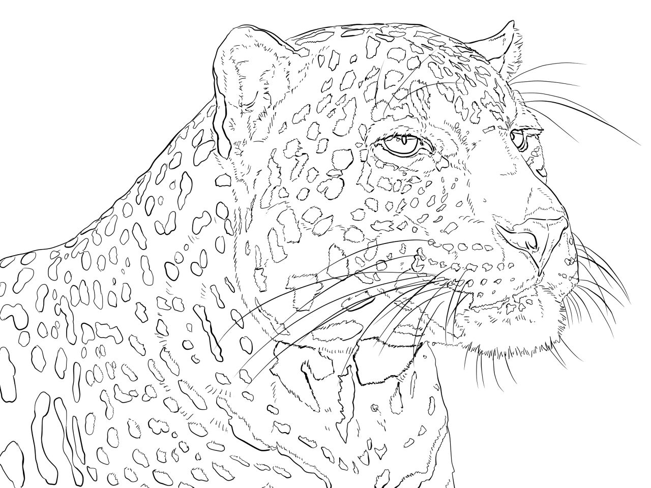 Desenho de Leopardos para colorir
