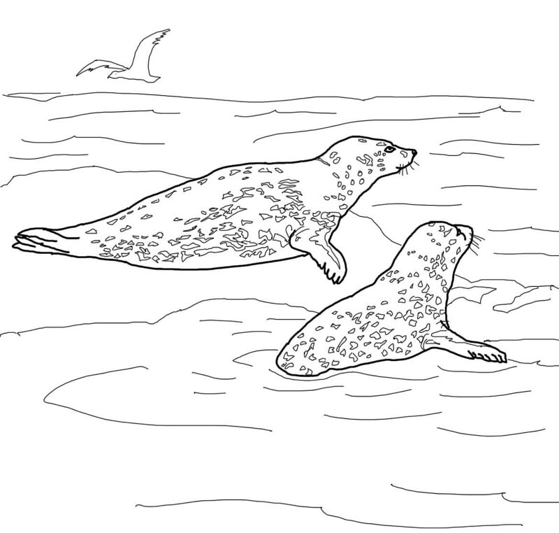 Desenho de Leopardos para colorir