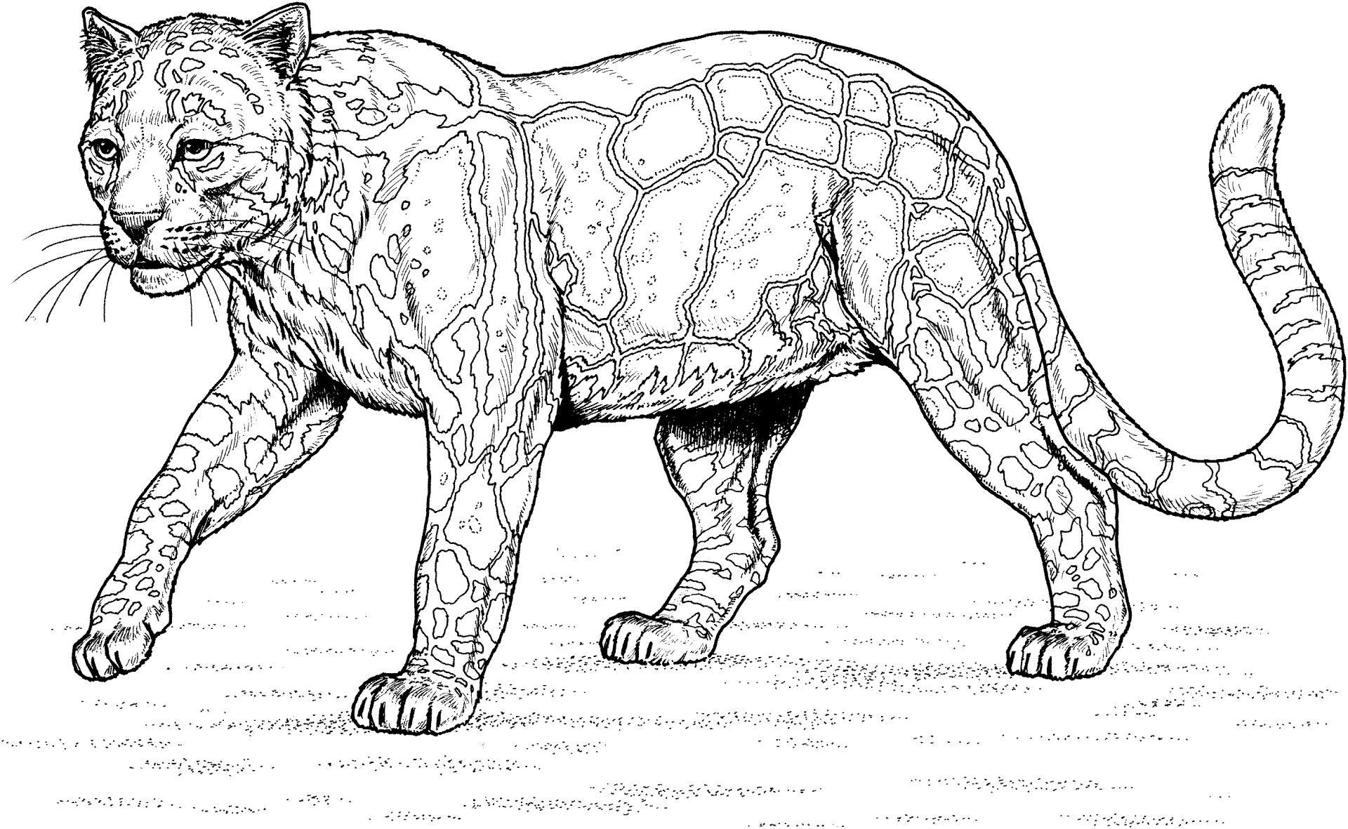 Desenho de Leopardos para colorir