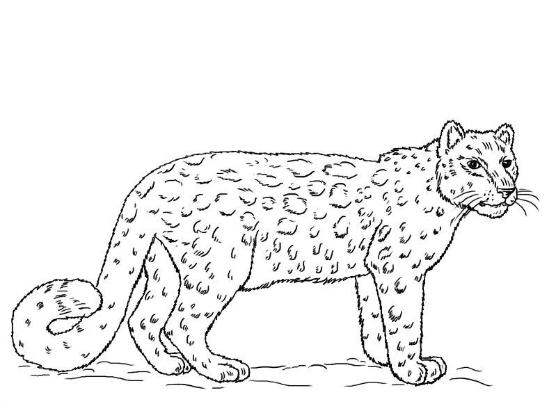 Desenho de Leopardos Da Neve para colorir e imprimir: número 1