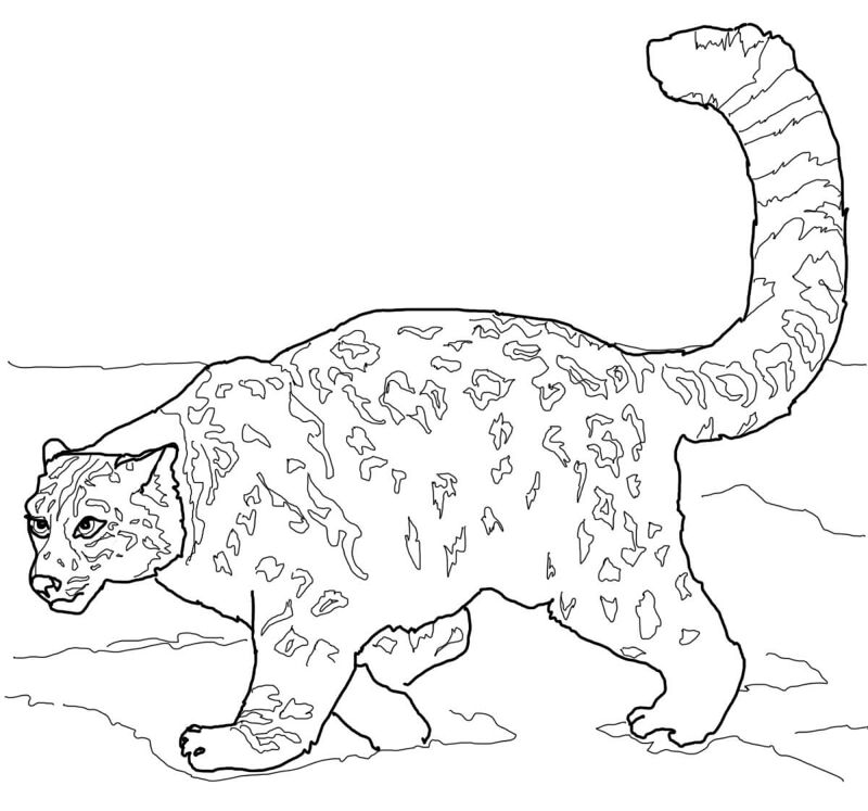 Desenho de Leopardos Da Neve para colorir e imprimir: número 3