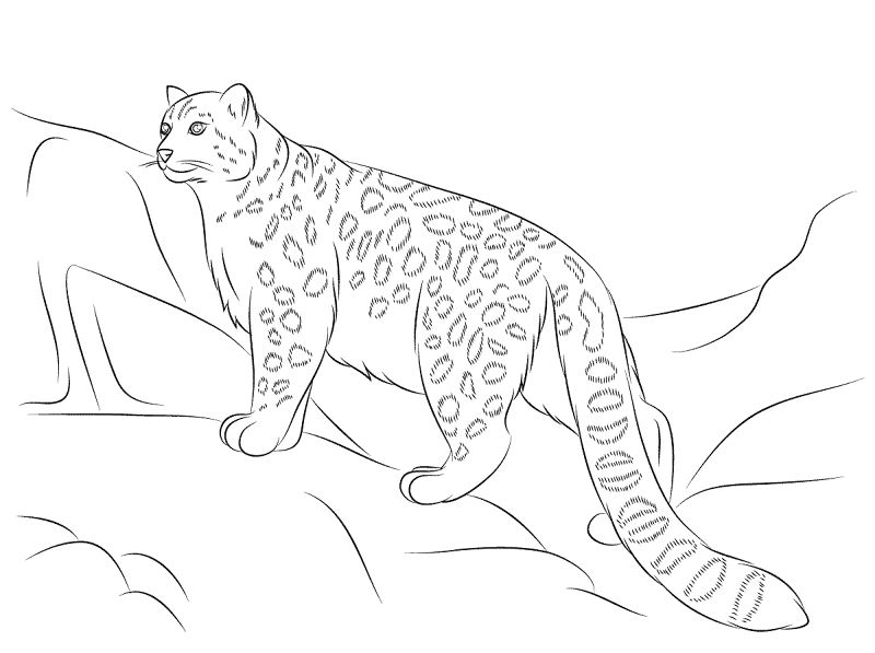 Desenho de Leopardos Da Neve para colorir e imprimir: número 5