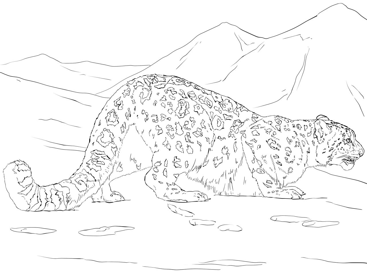 Desenho de Leopardos Da Neve para colorir e imprimir: número 6