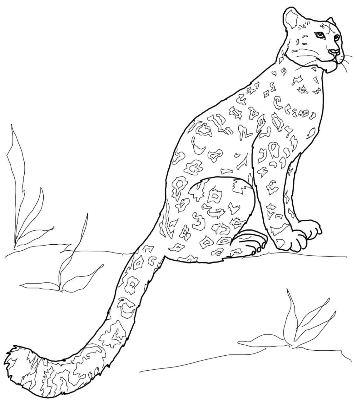 Desenho de Leopardos Da Neve para colorir e imprimir: número 7
