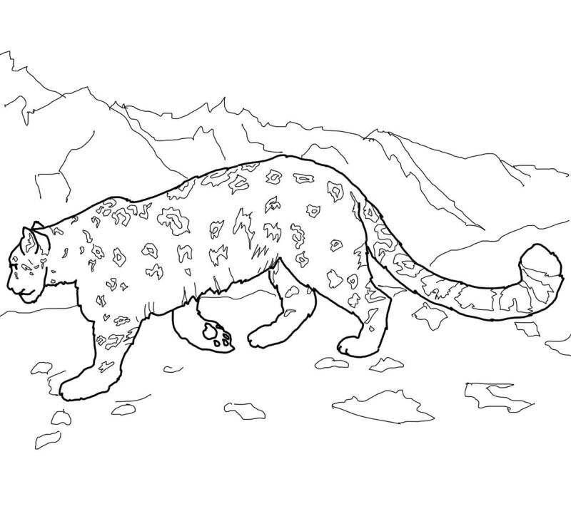 Desenho de Leopardos Da Neve para colorir e imprimir: número 8