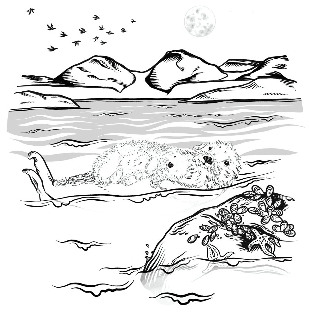 Desenho de Lontra para colorir e imprimir: número 1