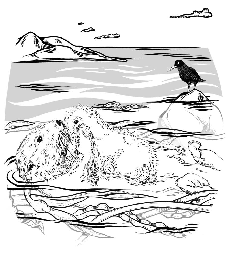 Desenho de Lontra para colorir e imprimir: número 2