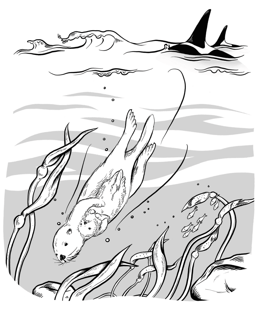 Desenho de Lontra para colorir e imprimir: número 3