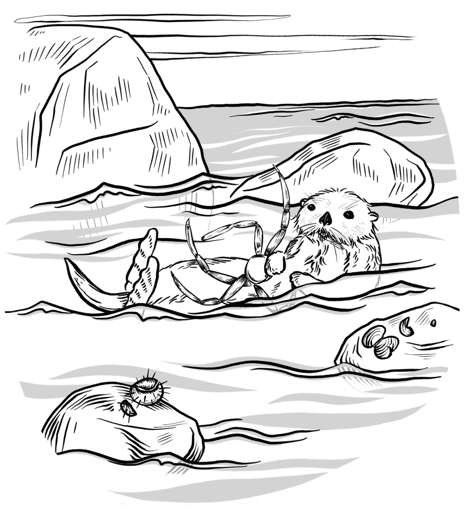 Desenho de Lontra para colorir e imprimir: número 8