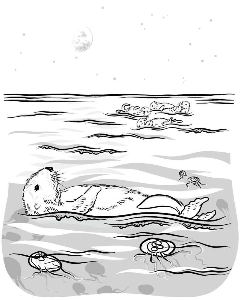 Desenho de Lontra para colorir e imprimir: número 12