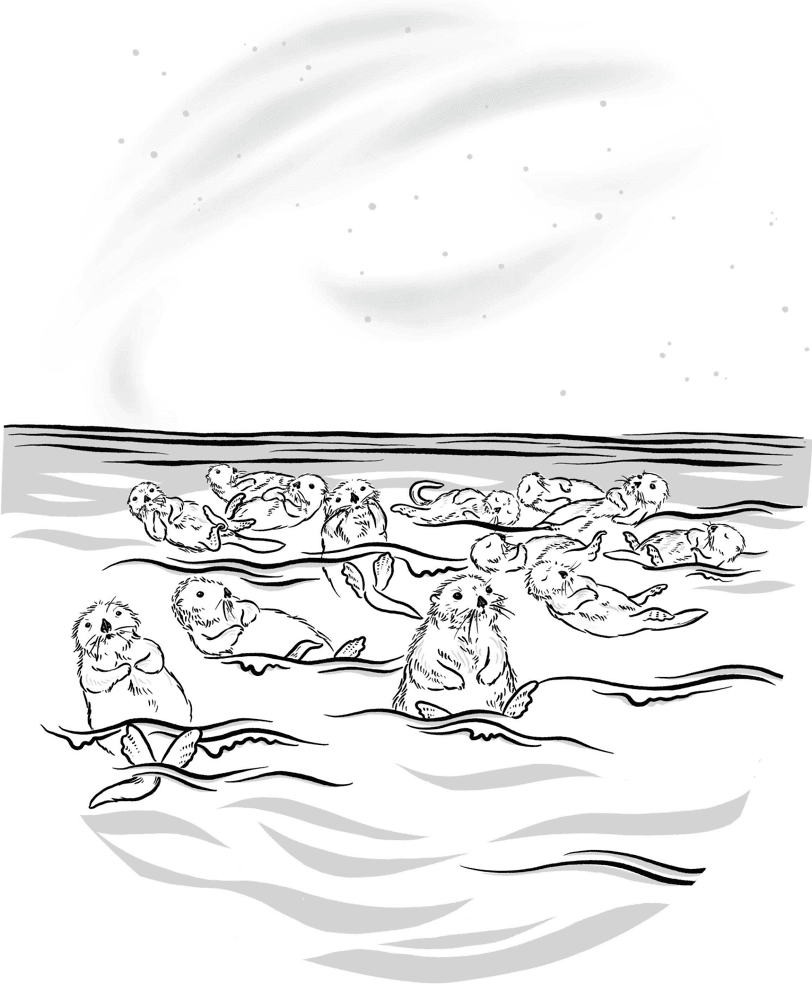 Desenho de Lontra para colorir e imprimir: número 13