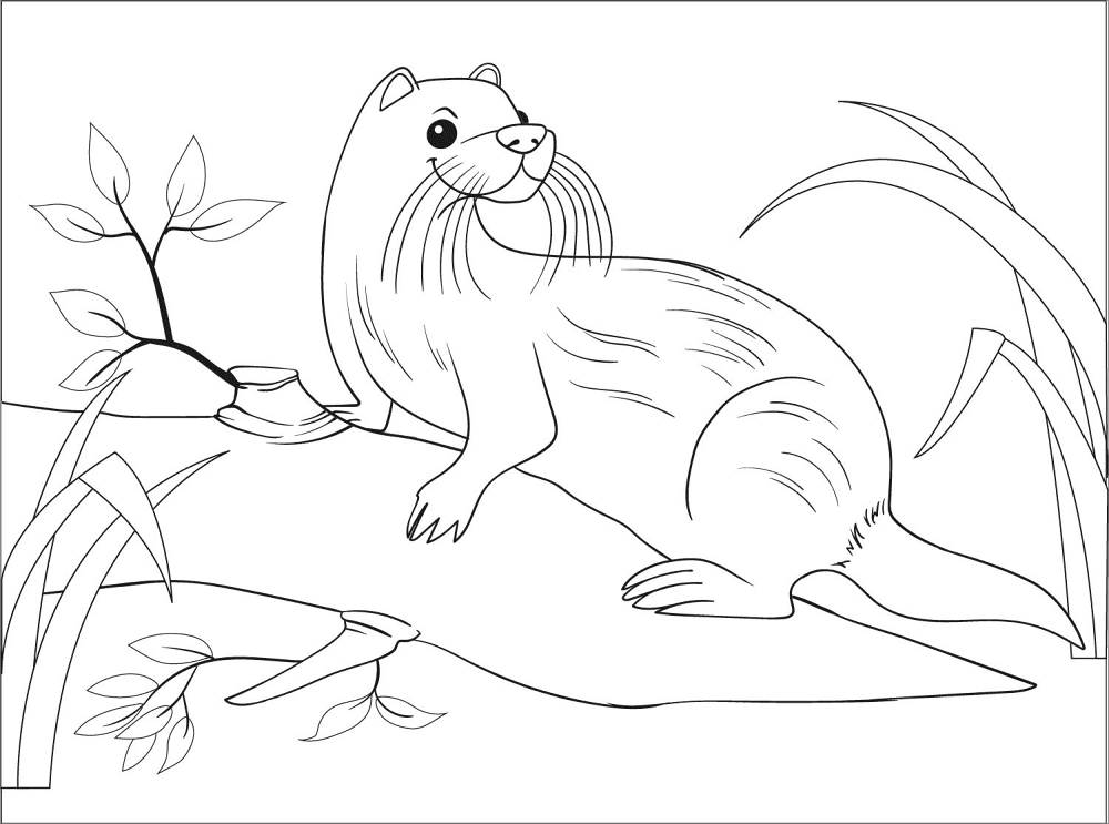 Desenho de Lontra para colorir e imprimir: número 15