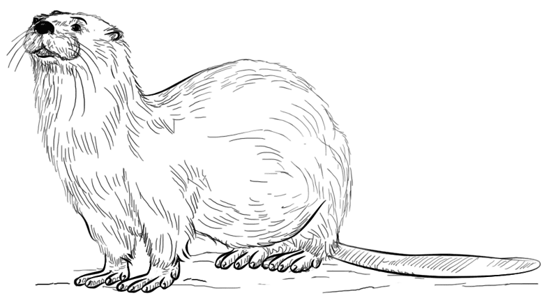 Desenho de Lontra para colorir e imprimir: número 21
