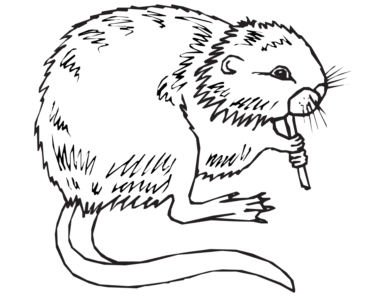 Desenho de Lontra para colorir e imprimir: número 27