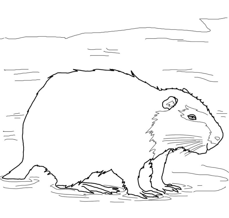 Desenho de Lontra para colorir e imprimir: número 28