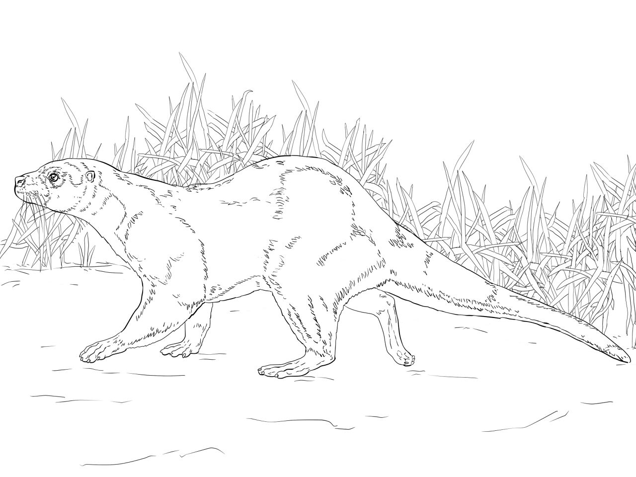 Desenho de Lontra para colorir e imprimir: número 31
