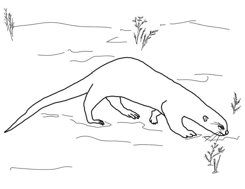 Desenho de Lontra para colorir e imprimir: número 32