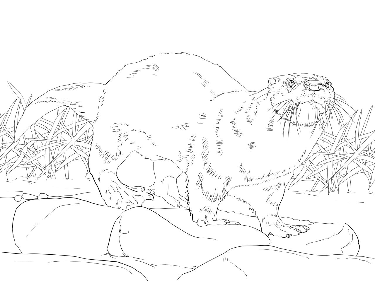 Desenho de Lontra para colorir e imprimir: número 35