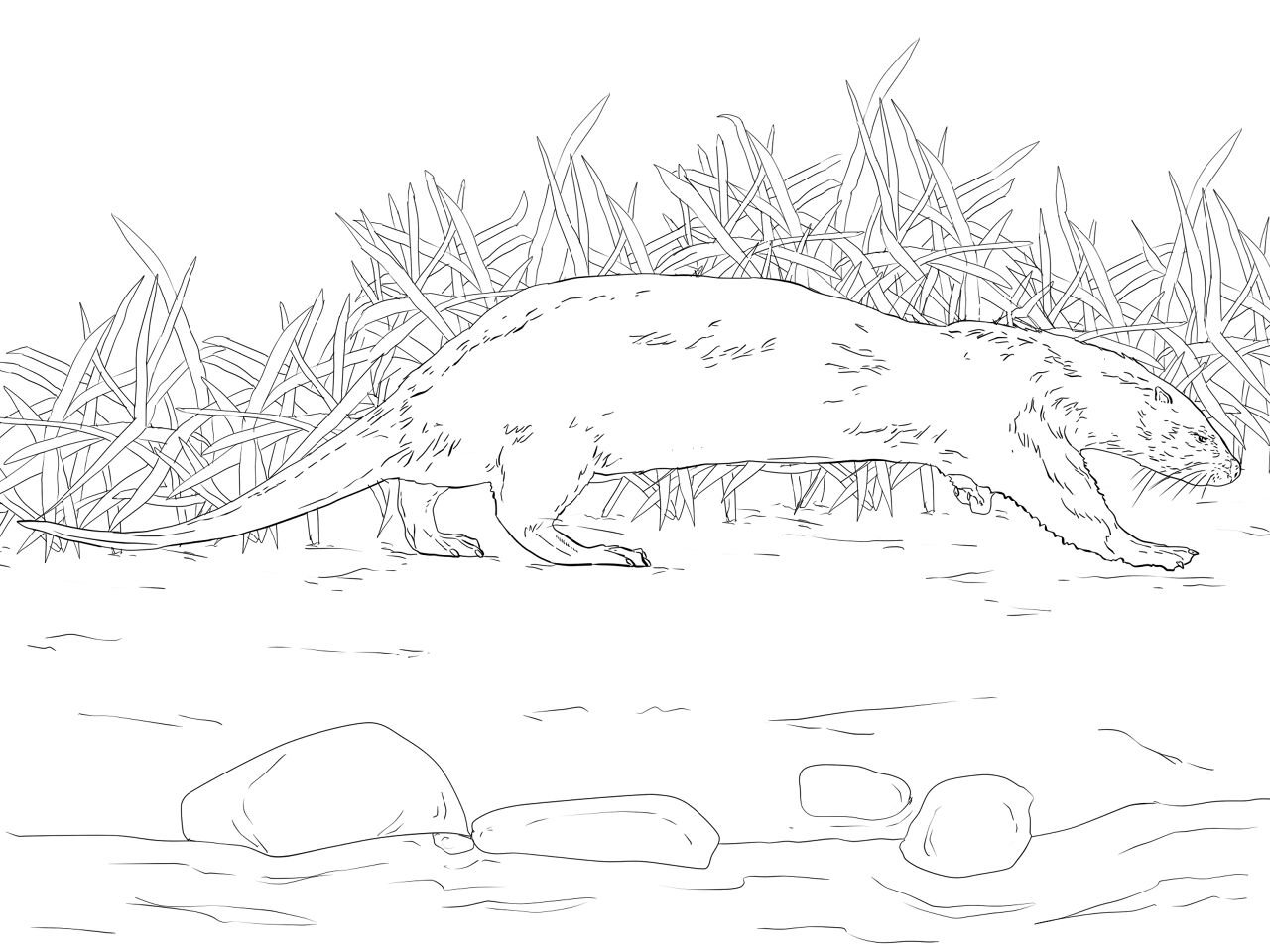 Desenho de Lontra para colorir e imprimir: número 36