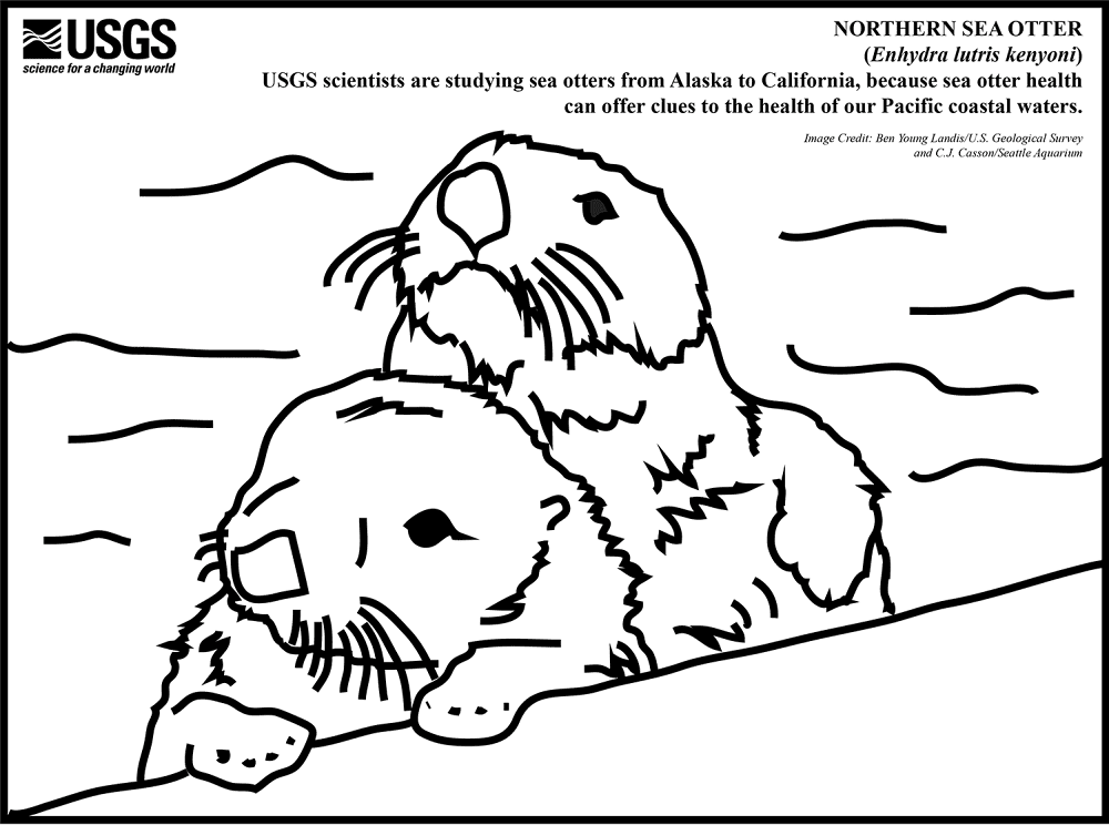 Desenho de Lontra para colorir e imprimir: número 37
