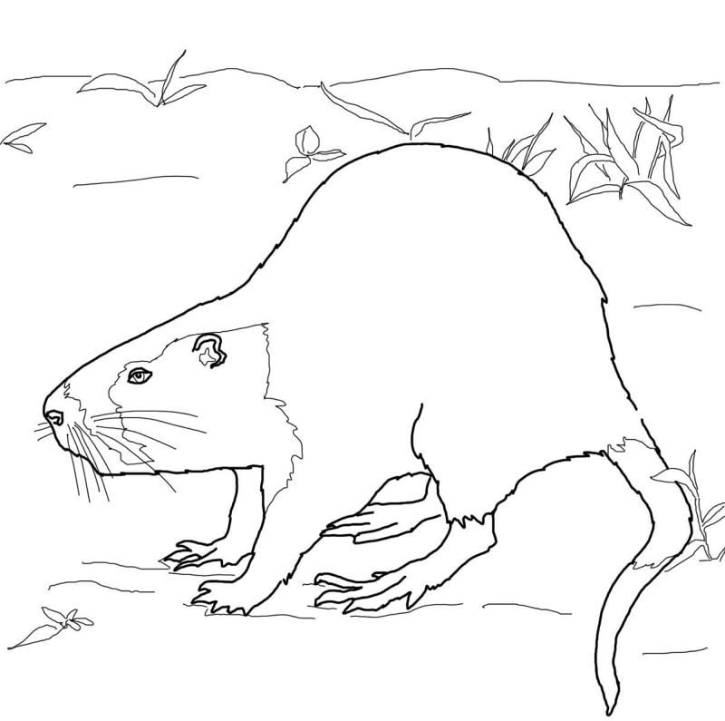 Desenho de Lontra para colorir e imprimir: número 38