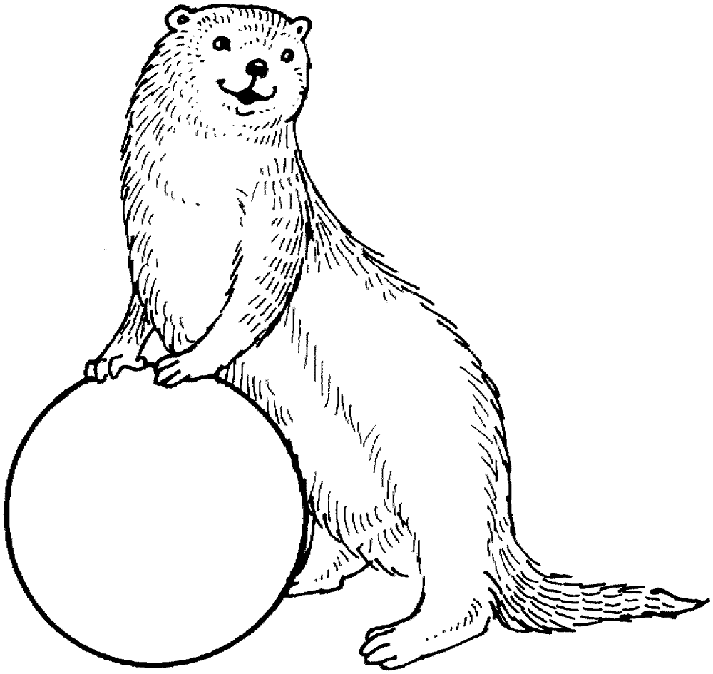 Desenho de Lontra para colorir e imprimir: número 45
