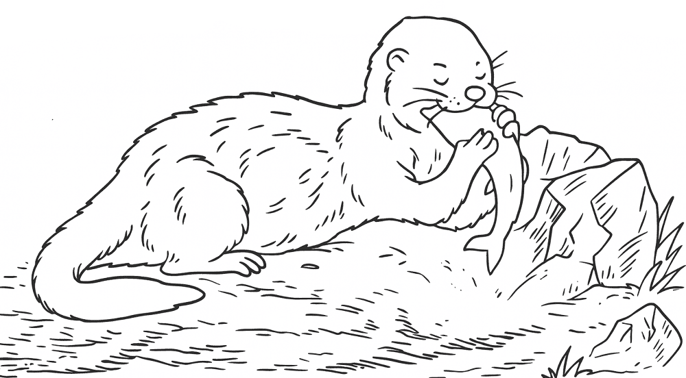 Desenho de Lontra para colorir