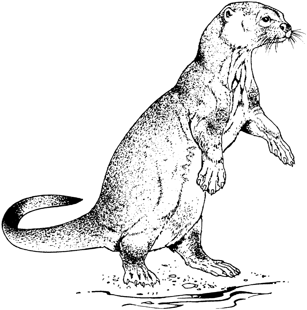 Desenho de Lontra para colorir