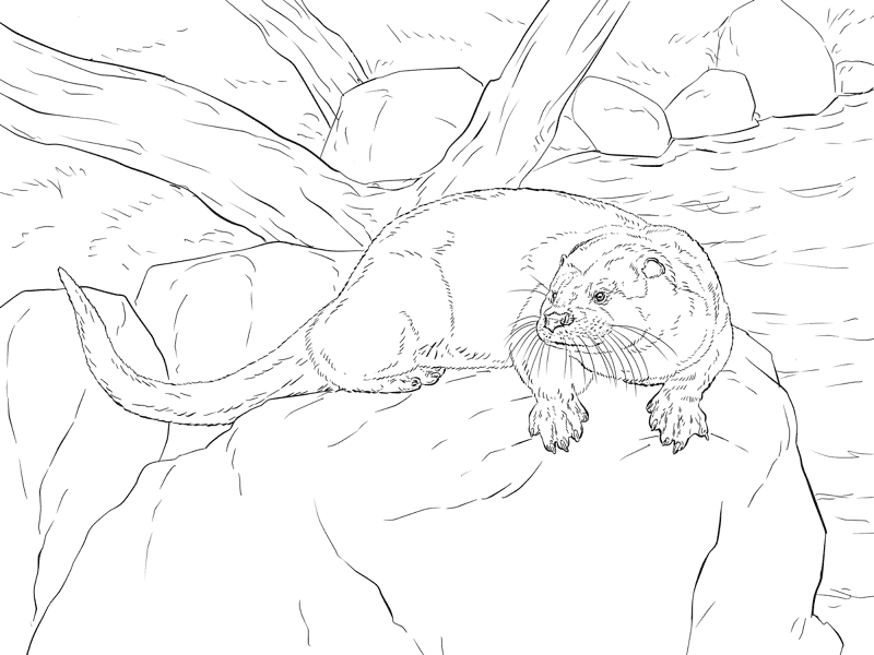 Desenho de Lontra para colorir