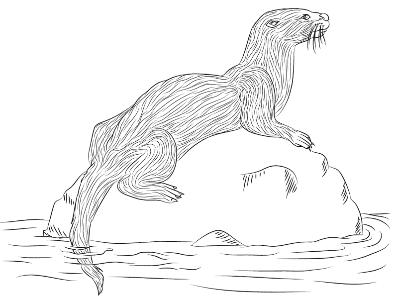 Desenho de Lontra para colorir