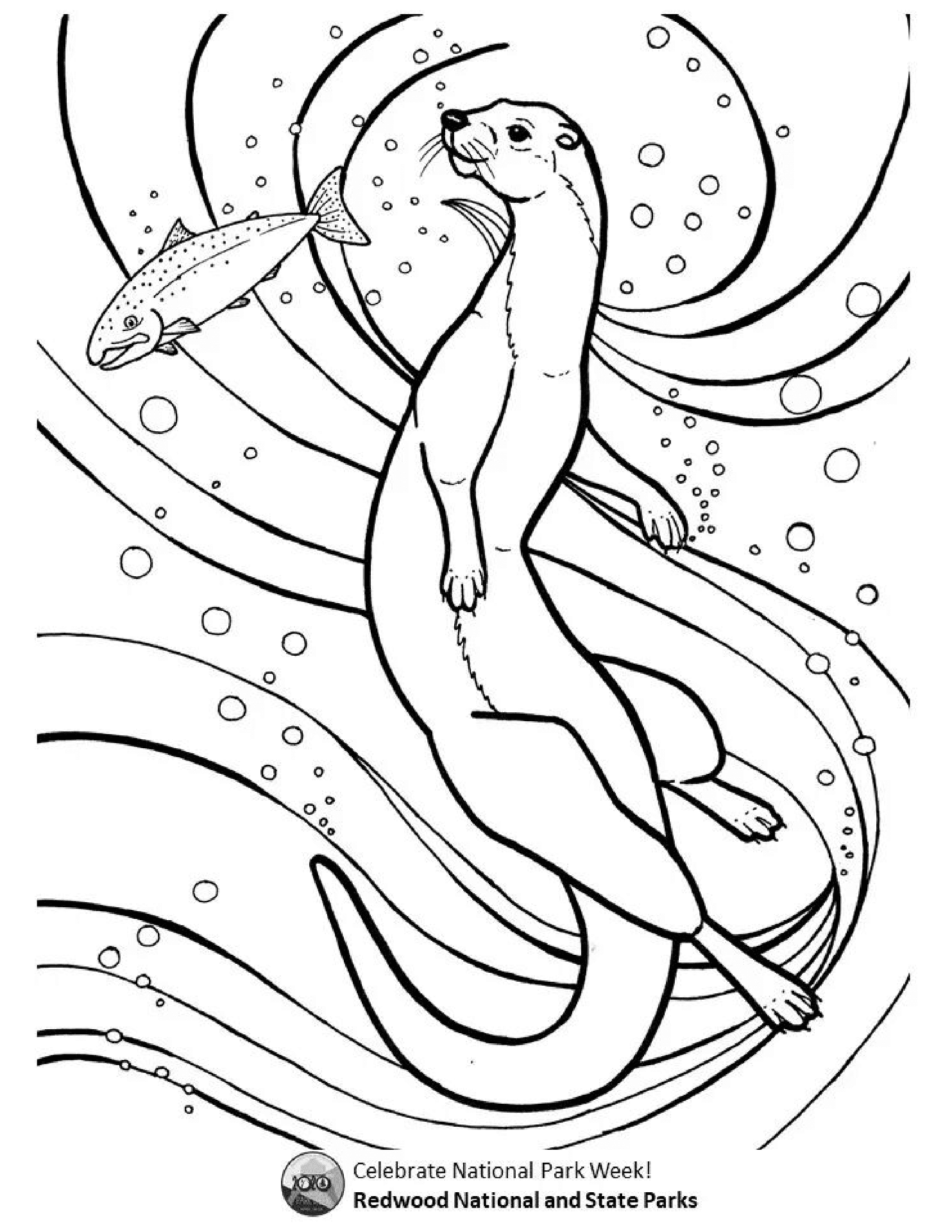 Desenho de Lontra para colorir