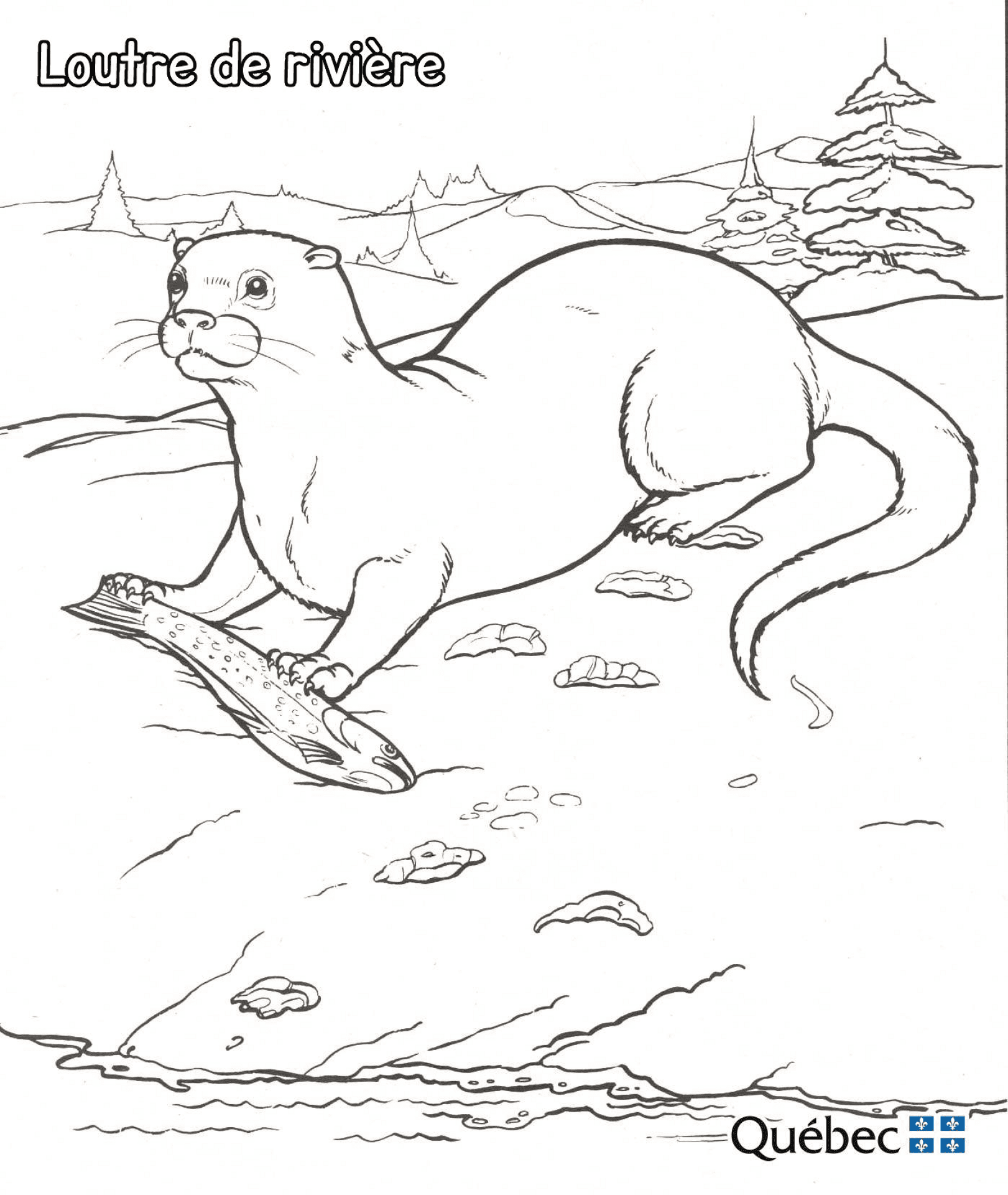 Desenho de Lontra para colorir