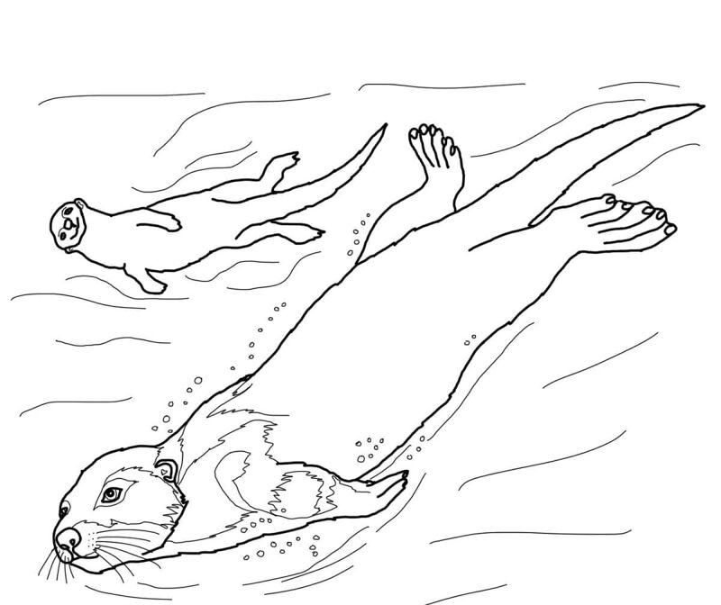Desenho de Lontra para colorir