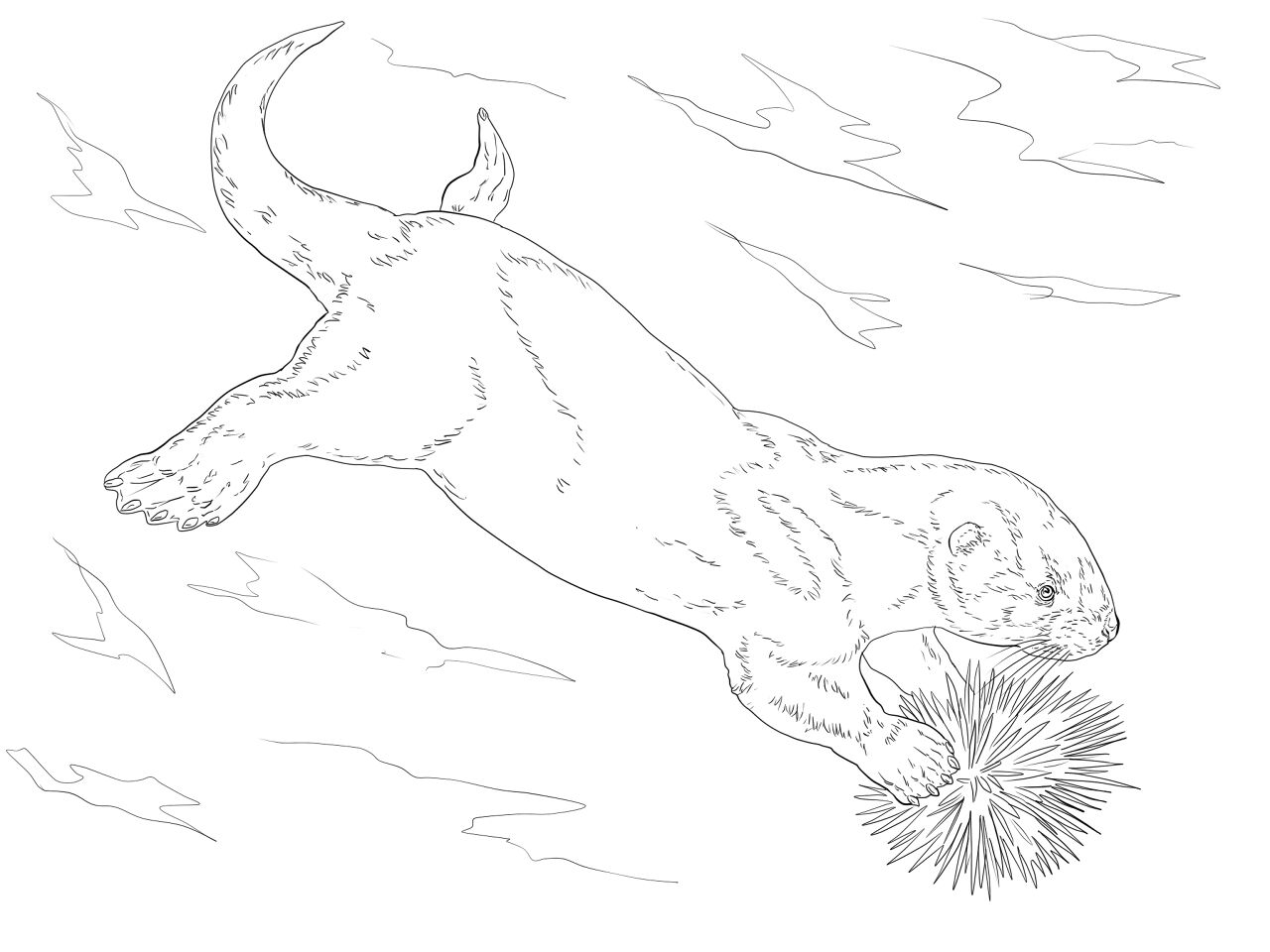 Desenho de Lontra para colorir