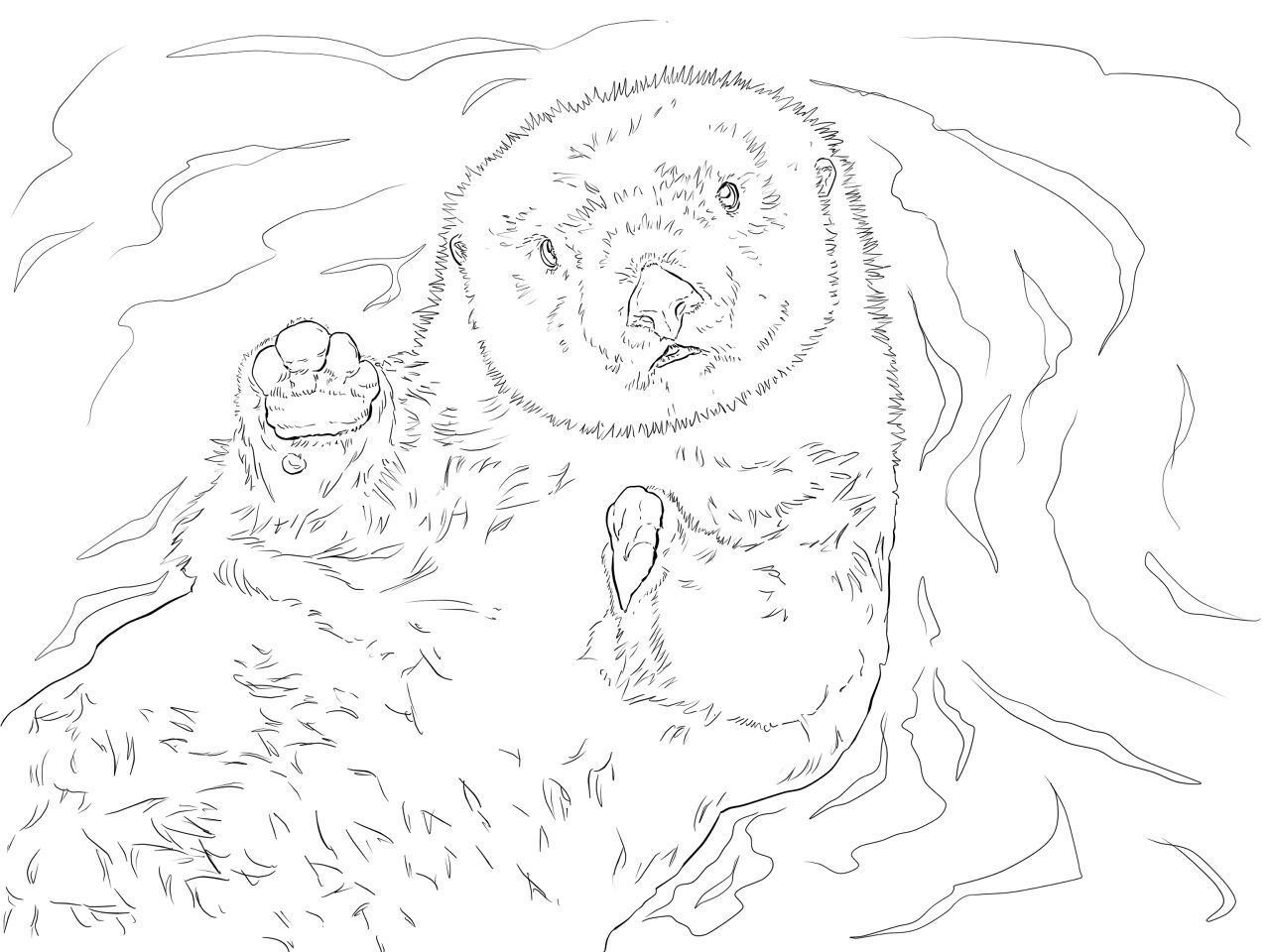 Desenho de Lontra para colorir
