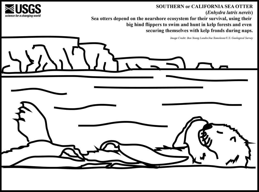 Desenho de Lontra para colorir