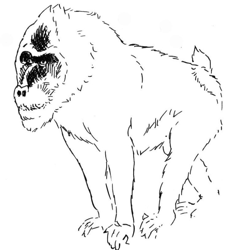 Desenho de Macacos para colorir e imprimir: número 26