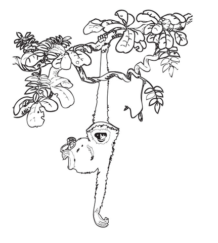 Desenho de Macacos para colorir e imprimir: número 28