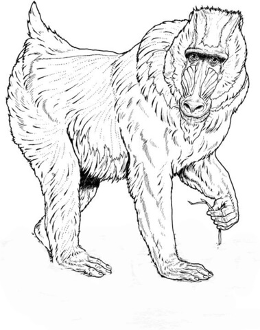 Desenho de Macacos para colorir e imprimir: número 29