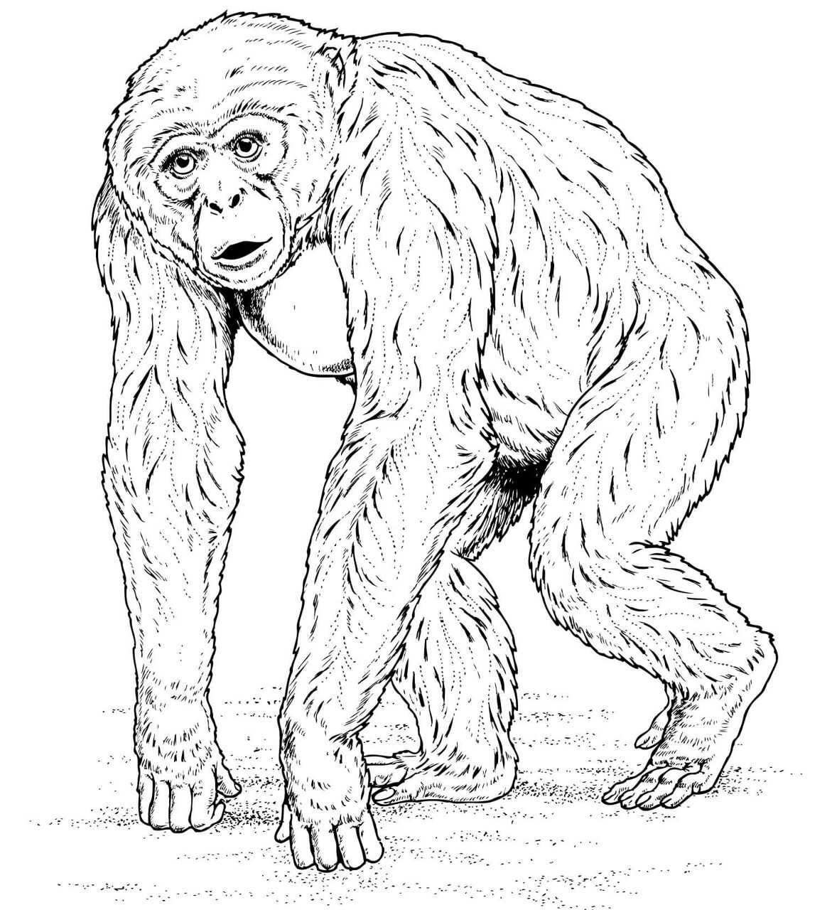 Desenho de Macacos para colorir e imprimir: número 33