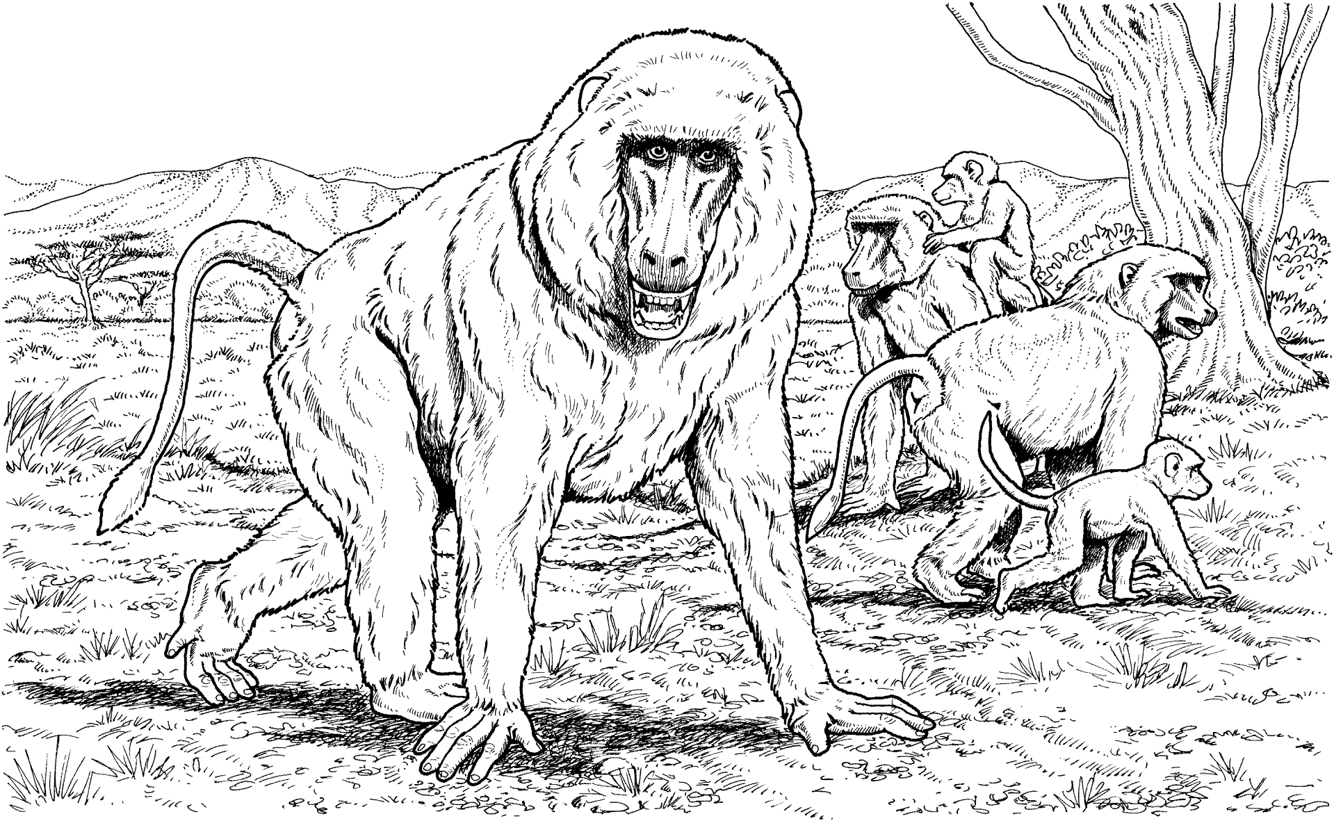 Desenho de Macacos para colorir e imprimir: número 39