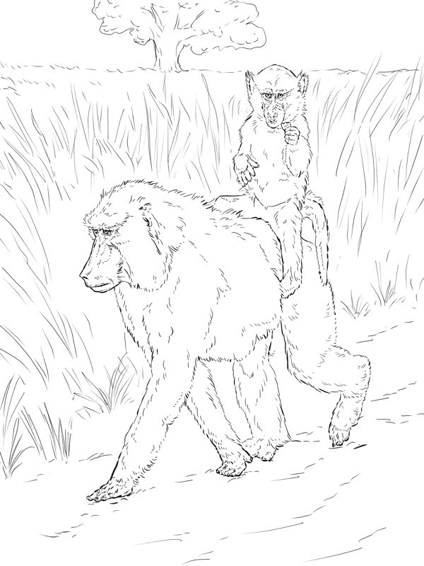 Desenho de Macacos para colorir e imprimir: número 41