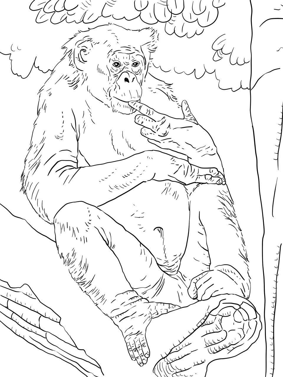 Desenho de Macacos para colorir e imprimir: número 45